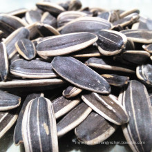 Tienda al por mayor en línea Precio de semillas de girasol India